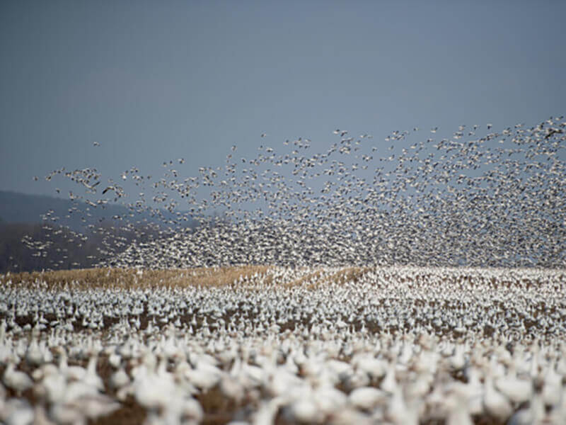 a massive flock of birds