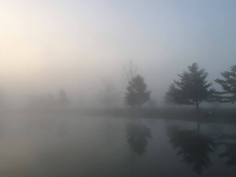 a forest covered in mist