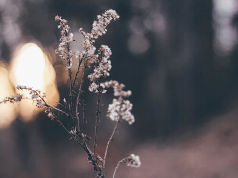 a budding branch with white flowers