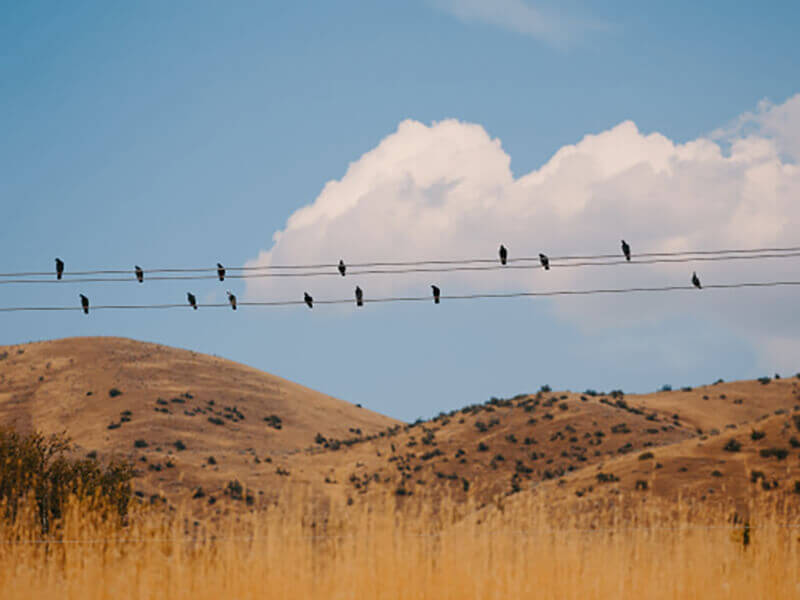 Birds sitting on a wire